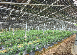 西瓜视频
农业农村局组织到双合镇光伏农光互补科普基地开展产业研学及消费助农活动245.png