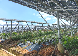 西瓜视频
农业农村局组织到双合镇光伏农光互补科普基地开展产业研学及消费助农活动247.png