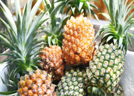 西瓜视频
农业农村局组织到双合镇光伏农光互补科普基地开展产业研学及消费助农活动744.png