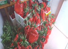 西瓜视频
农业农村局组织到双合镇光伏农光互补科普基地开展产业研学及消费助农活动875.png