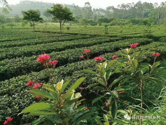 已处理154397498963326.jpg 已处理154397498963326.jpg